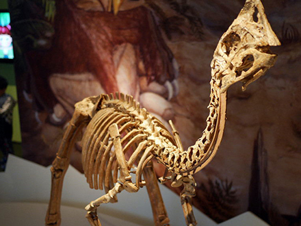 恐龙骨架